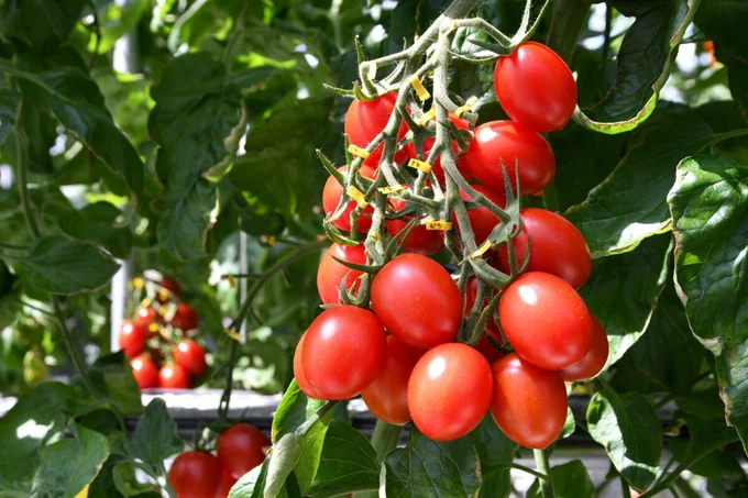 Photo Source: Sanatech Life Science Co., Ltd. 
