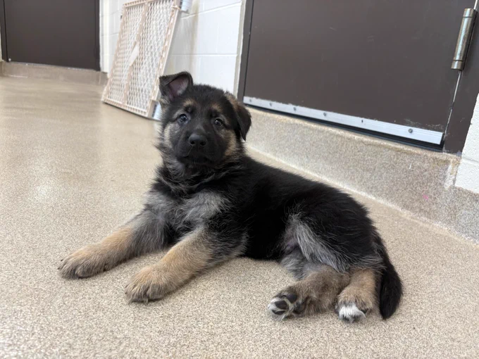 6.5-week-old pup lying down and looking at camera with one ear up