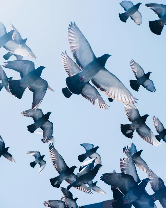 A flock of pigeons flying.
