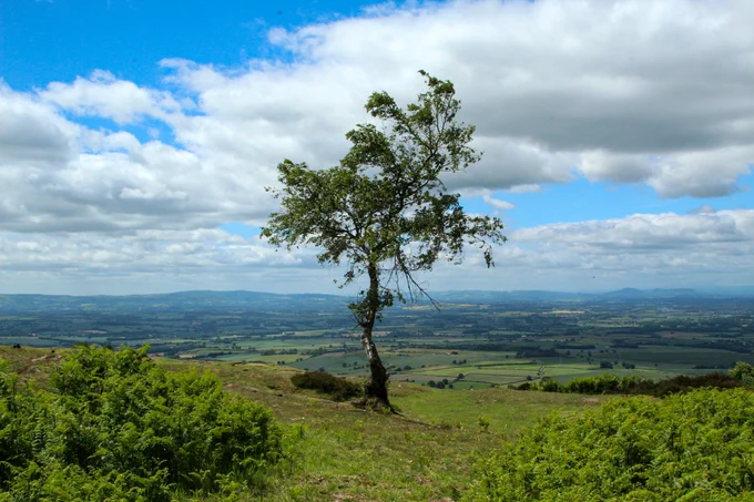 My favourite tree standing majestically atop the Wrekin.
