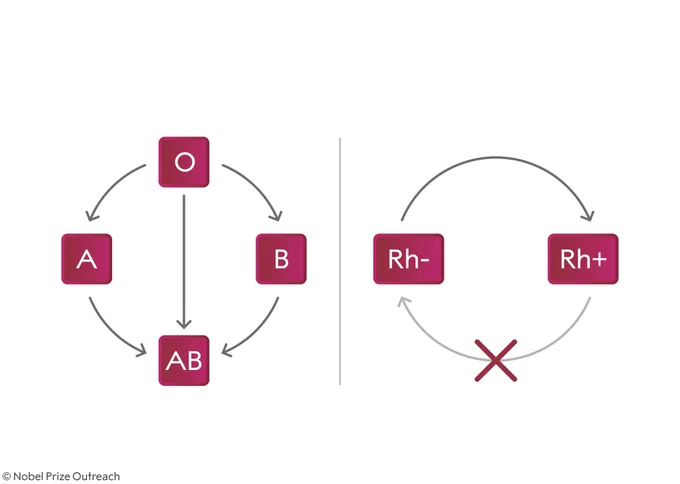 This "Compatible blood chart" refers to blood transfusions with red blood cells.