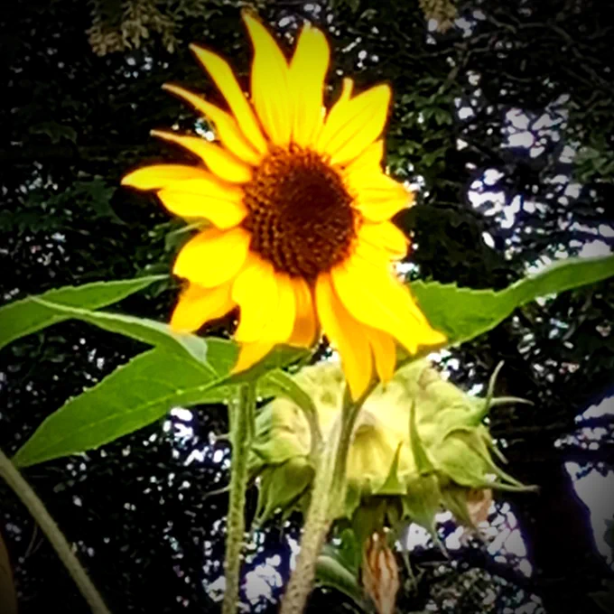 A sunflower
