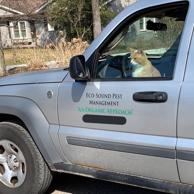 A silver van for a 'pest management' company. Inside a ginger and white cat sits patiently.