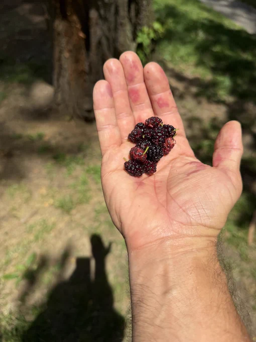 my open hand, extended into the sunlight with a bunch of deep purple very ripe mulberries in it. yum.