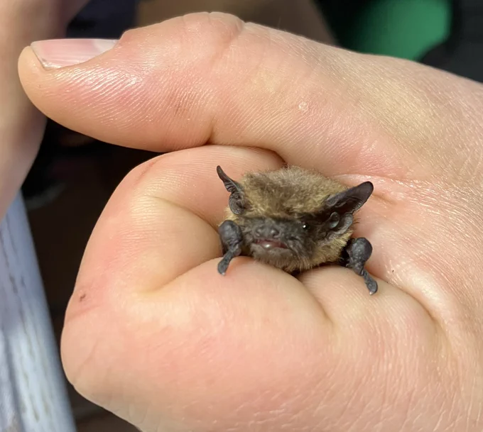 a small-sized bat, her tongue sticking out, in the big hand of a rescuer