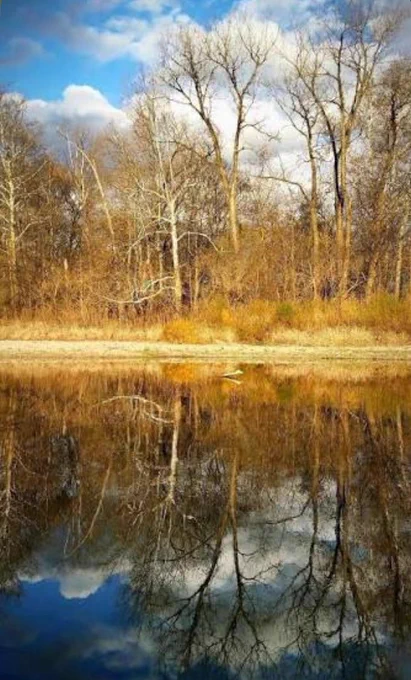Calm river bordered by leafless trees and golden brush, with the shoreline and clouds reflected almost perfectly in the still water beneath a blue sky.