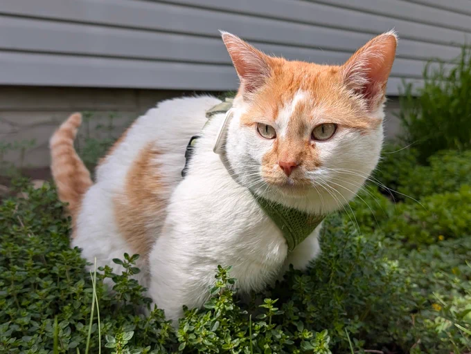 Cheddar sits in the middle of a large mound of Thyme and pees. He is looking off into the distance, slightly leftward, as he focuses on his task. 