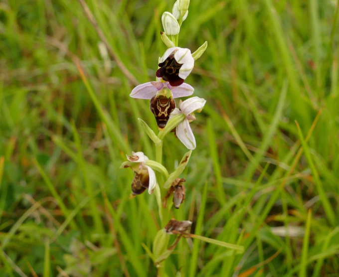 Late Spider Orchid. Most plants now starting to go over. Best ones outside the cages.
