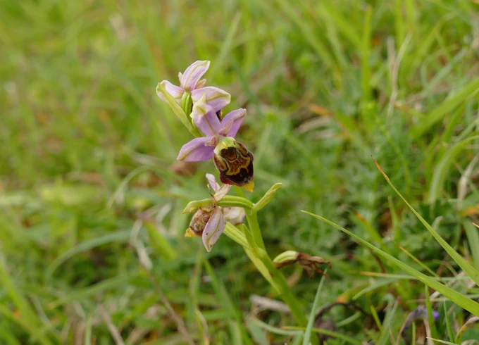 Late Spider Orchid.