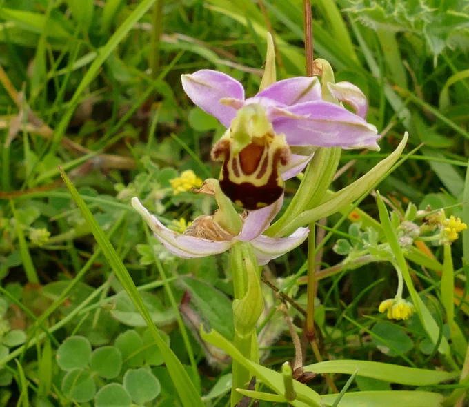 Late Spider Orchid.