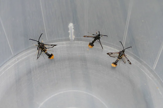 3 of the 6 Orange-tailed Clearwings to garden lure this afternoon.