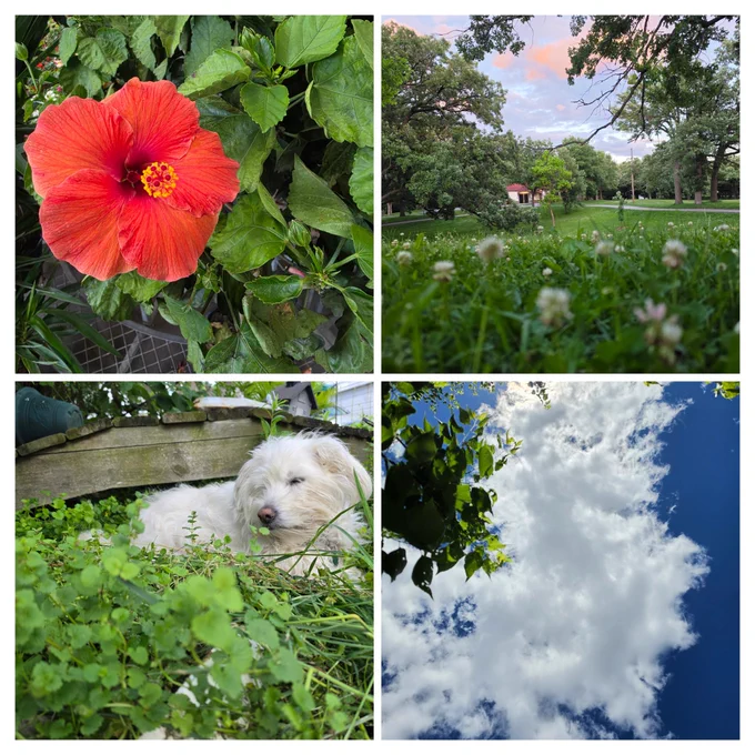 Hibiscus flowe, clover field into the park, Roxy in the creeping charlie bed, and the fluffy churning clouds 