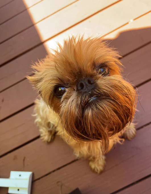 Trixie sitting on a deck looking into camera.