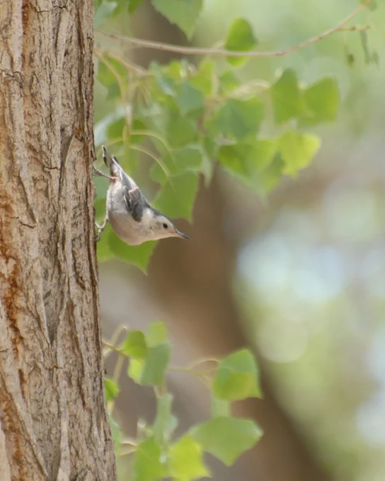 Small gray bird clings upside down on a tree trunk surrounded by green leaves.