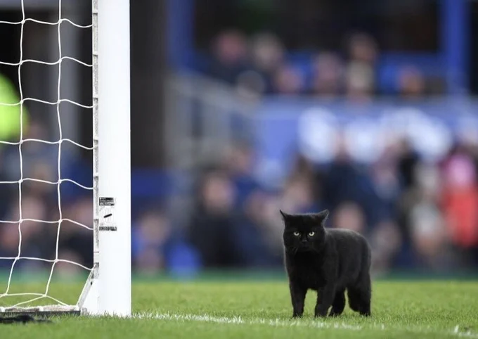 Gato preto parado de frente pra foto quase na linha de fundo do gramado perto do gol de um estádio de futebol profissional e olhando pra foto com uma cara séria
