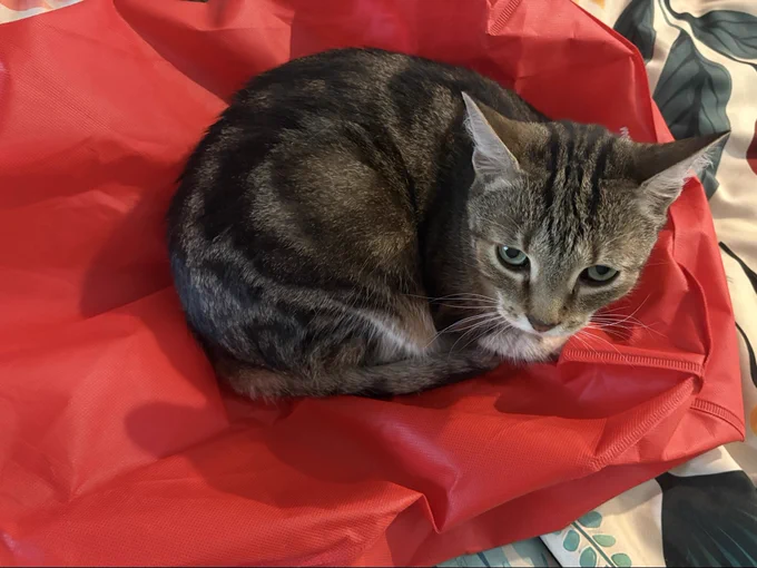 coda the tabby cat is curled up on a red reusable bag