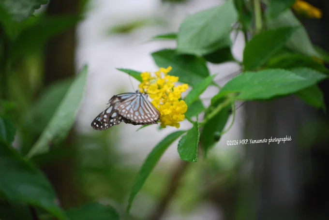 ALT  :  ⬇️

A medium macro shot of a Chestnut Tiger butterfly resting on a bright yellow lantana cluster, surrounded by a dense network of leaves. The butterfly’s wings are slightly parted, revealing the intricate, checkered white-and-brown pattern along its lower wing margins and pale blue streaks near the body. The background is softly blurred with white and green tones, and a stylized, slanted white script watermark appears on the right side of the frame. 

📷:  Nikon D3300 using my {AF-S DX Nikkor 55-200mm lens} 

©2026 MRP. Yamamoto | photographié