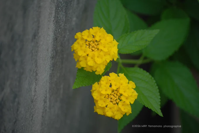 ALT :  ⬇️

A vertical composition showing two round, vibrant yellow lantana flower heads clustered closely together against a stark gray, textured concrete wall on the left. The top cluster faces upward, while the lower one angles slightly forward, both nestled among serrated, deep green leaves. The smooth contrast between the rugged, linear gray wall and the soft, organic geometry of the yellow blossoms creates a distinct visual balance. A clean, subtle text watermark is printed in the bottom-right corner.

📷 : Nikon D3300 using my ｢AF-S DX Nikkor 18-55mm VR II lens｣

©2026 MRP. Yamamoto | photographié