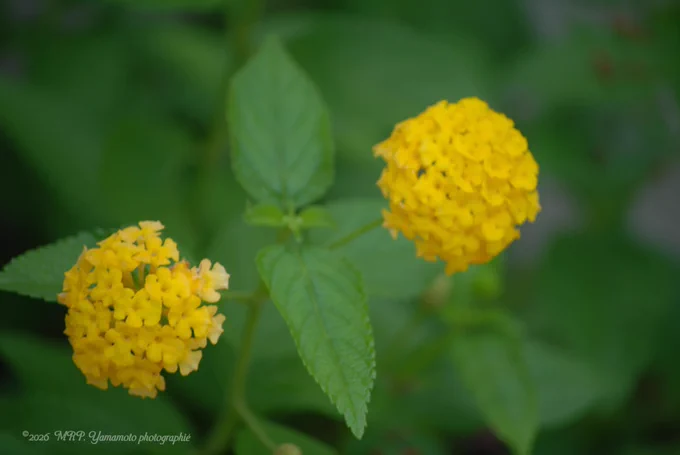 ALT :  ⬇️

A top-down, soft-focus shot of two spherical clusters of bright yellow lantana blossoms blooming from a central stem. The cluster on the left is slightly lower and closer to the foreground, while the one on the right sits higher up. Two prominent, serrated green leaves branch out horizontally between the flower heads. The entire background is heavily blurred into a deep, lush green foliage canvas, giving the image a soft, dreamlike texture. A fine script watermark rests along the bottom-left edge.

📷 : Nikon D3300 using my ｢AF-S DX Nikkor 18-55mm VR II lens｣

©2026 MRP. Yamamoto | photographié