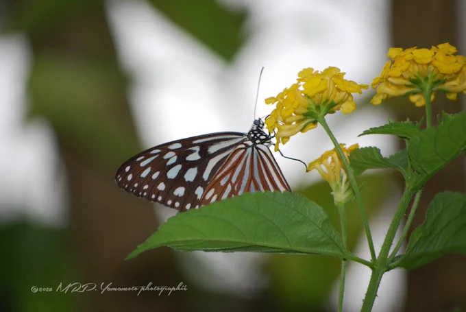 ALT  :  ⬇️

A detailed macro photograph capturing a Chestnut Tiger butterfly (Parantica sita) perched on a cluster of small, bright yellow lantana flowers. The butterfly is viewed from the side, showcasing its intricate wing patterns: a dark brown border filled with semi-transparent, pale blue-and-white patches, and distinctive reddish-brown veins near the base of its hindwings. It rests on a large, textured green leaf that cuts horizontally across the lower third of the frame. The background is a soft, creamy blend of whites and muted greens out of focus. A subtle white signature watermark is positioned in the lower-left corner. 

📷: Nikon D3300 using my {AF-S DX Nikkor 55-200mm lens} 

©2026 MRP. Yamamoto | photographié