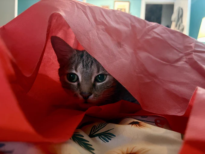 coda is inside a red reusable bag