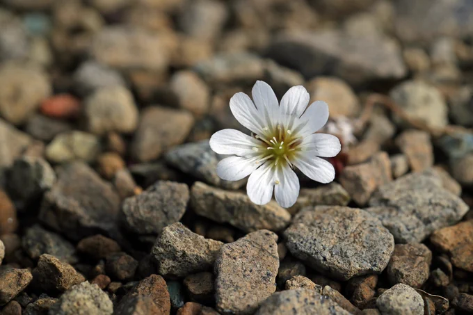 Edmonston's Chickweed (Cerastrium nigrescens), Keen of Hamar, Unst, Shetland © Jon Dunn
