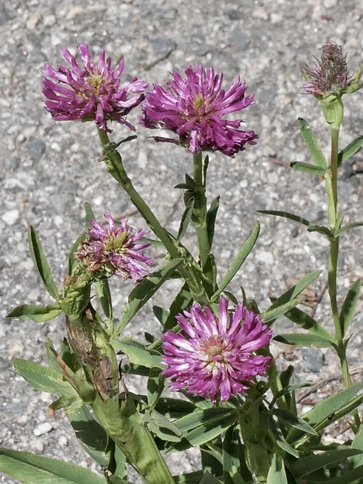 Initially recorded on 30/05/26 by B. Greenway, but I attach some notes on status. No gardens, amenity plantings or dumped material nearby, large bushy plant with several flowering stems self seeded into crack between pavement and roadside wall. Clearly naturalised. Appears to be 2 plants, but probably joined together underground as they are quite close together.