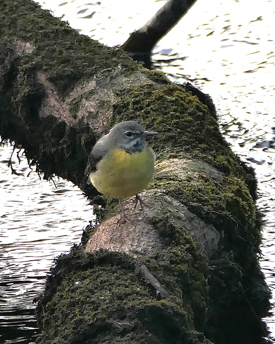 Grey Wagtail
