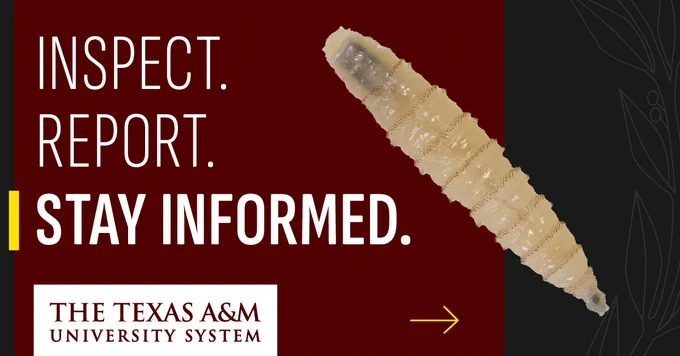 The image features a larva against a reddish-brown background with the text: "Inspect. Report. Stay Informed." Below, there's a logo for "The Texas A&M University System" with a yellow arrow pointing to the right. A decorative plant design is on the right.