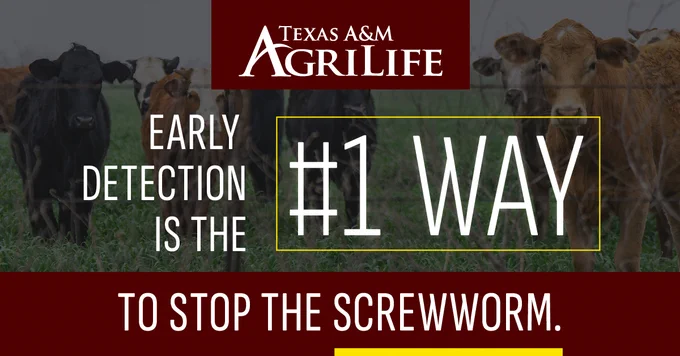 Texas A&M AgriLife banner with cows in the background. The text states, "Early detection is the #1 way to stop the screwworm."