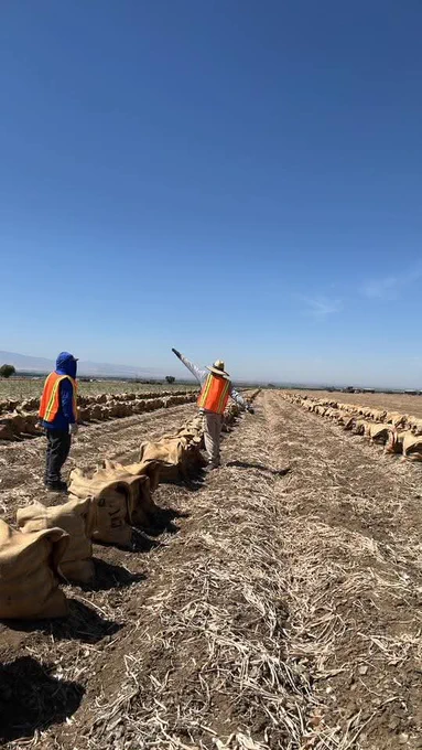 Two workers in orange vests stand in a vast, dry onion field under a clear blue sky. One gestures toward the horizon amid rows of large burlap sacks.