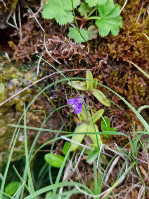 Butterwort