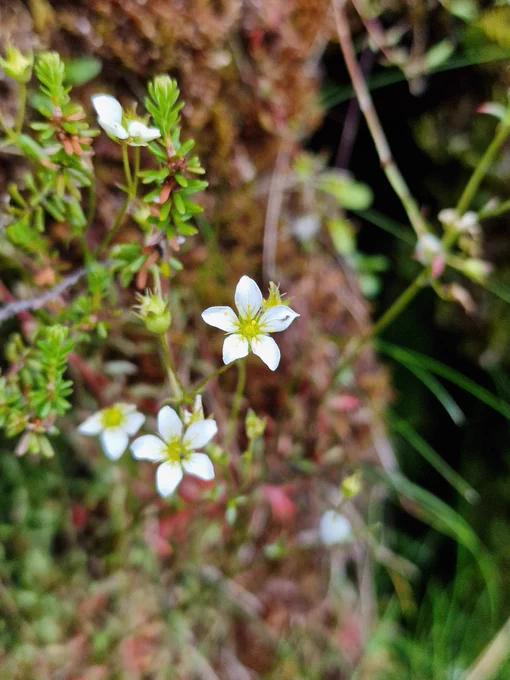 Mossy saxifrage 