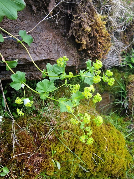 Lady's mantle sp