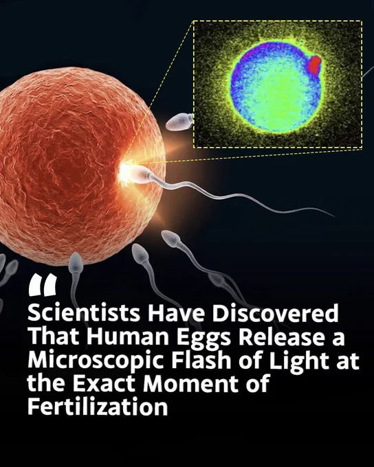 ⚡ THE FLASH THAT STARTS LIFE 

The moment a sperm enters a human egg, something incredible happens—a tiny flash of light. Scientists discovered that the egg releases billions of zinc atoms in bursts called "zinc sparks," creating a microscopic glow visible under special microscopes.

Even more fascinating, this mysterious flash helps block other sperm and may reveal the egg's potential to develop into a healthy embryo.

Nature still holds secrets that seem almost magical.


Source: Duncan, F. E., et al. Northwestern University.