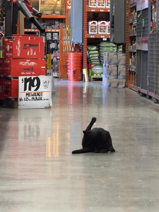 Black cat