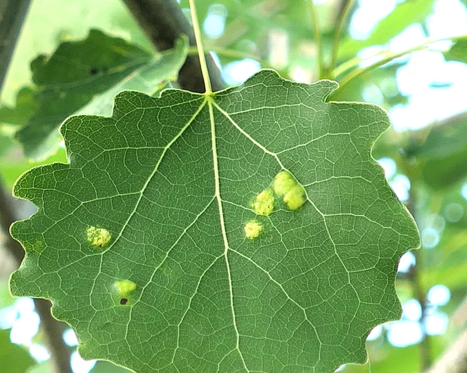 Galls of the Eriophyid mite Phyllocoptes populi