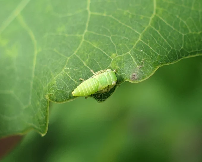 Leafhopper nymph