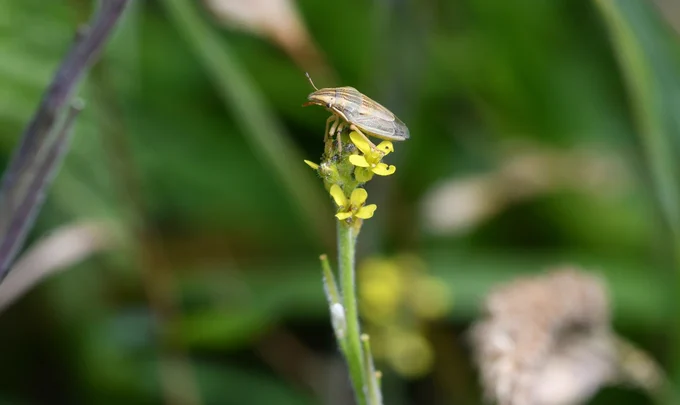 A Bishop's Mitre shieldbug, a brown shieldbug, on a yellow flower