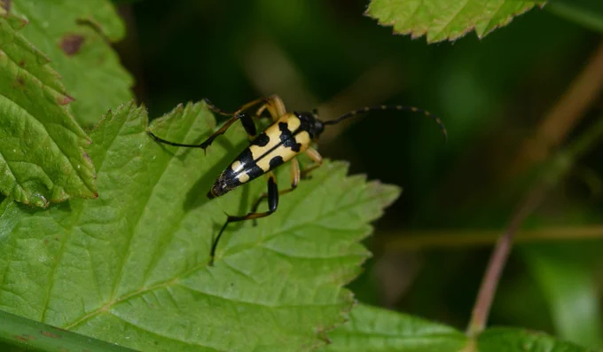 A Black-and-Yellow Longhorn beetle on a leaf