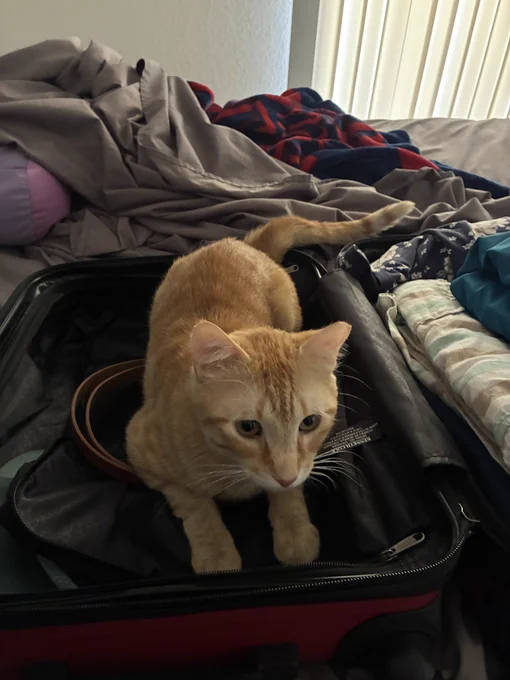 Garlic jack lays in one half of an open suitcase. He says he is packed and ready to go!