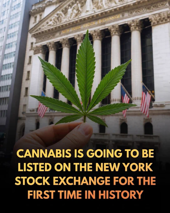 A U.S. cannabis company is going to list on the New York Stock Exchange.

Florida-based Trulieve Cannabis Corp. has made history as the first U.S. plant-touching cannabis operator to trade on the New York Stock Exchange (NYSE), debuting under the ticker symbol "TRLV." 

Historically, the federal classification of marijuana as a Schedule I substance shut major domestic businesses out of Wall Street, forcing them to trade on smaller, over-the-counter markets or in Canada. However, following the federal government's decision in April 2026 to reclassify state-licensed medical marijuana to Schedule III, the regulatory landscape shifted dramatically. 

To clear the NYSE's compliance hurdles, Trulieve structured its business so that its listed entity consists exclusively of state-licensed medical operations, marking a pivotal moment for mainstream financial integration.

This corporate breakthrough and policy shift carry immense implications far beyond the stock market.