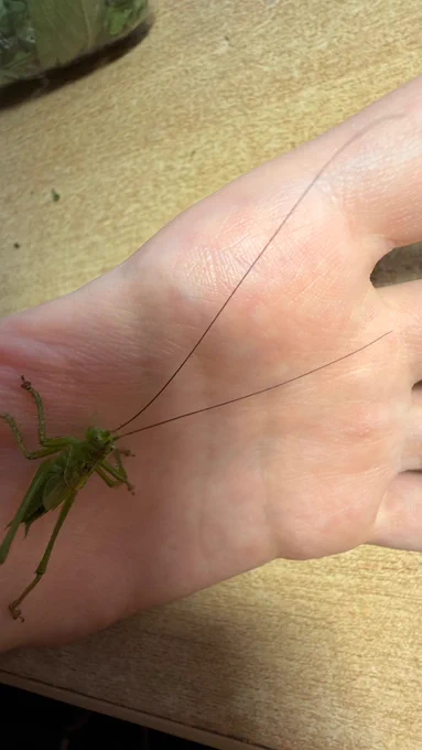 Tettigonia cantans male nymph, probably a subadult. the body is 18 mm long while the antennae are ~5 cm.