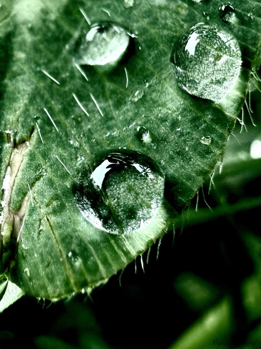 Droplets on a leaf