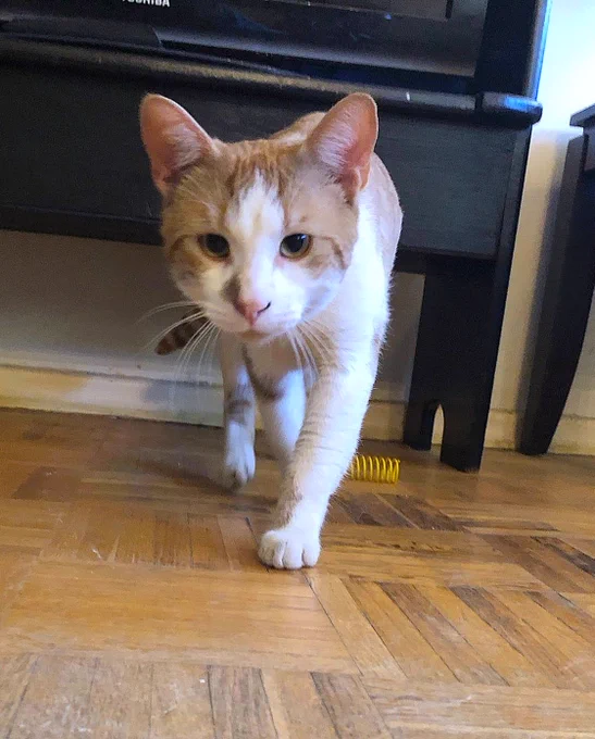 orange & white cat walking towards the camera. He looks stealthy. 