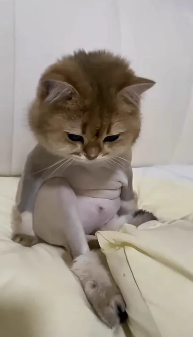cr.tiktok