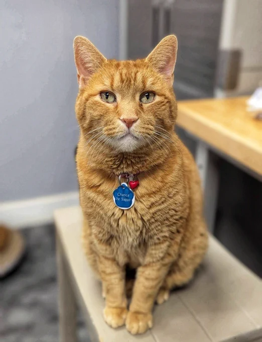A close-up photo of a ginger tabby cat with a warm orange coat and faint cream striping. The cat has large, alert eyes and a soft, rounded face with a calm but curious expression. Its ears are forward, suggesting interest in something just outside the frame. The background is softly blurred, keeping focus on the cat’s face and gentle features.