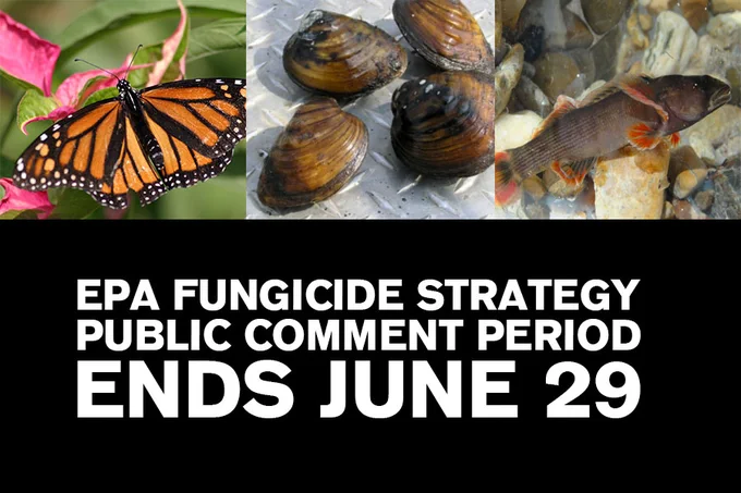 images of endangered species with words about public comment period ending June 29