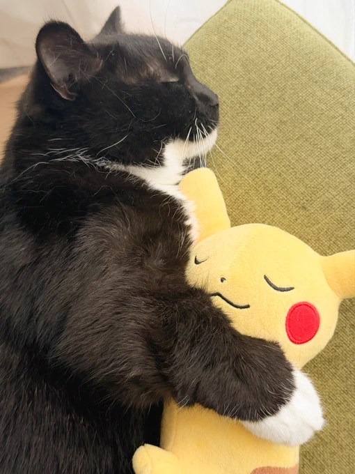 A black-and-white cat sleeping while cuddling a Pikachu plush