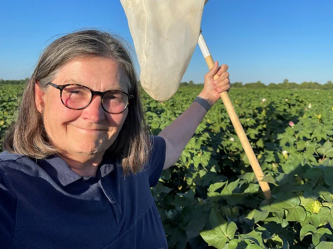 woman in a cotton field holding a sweepnet.